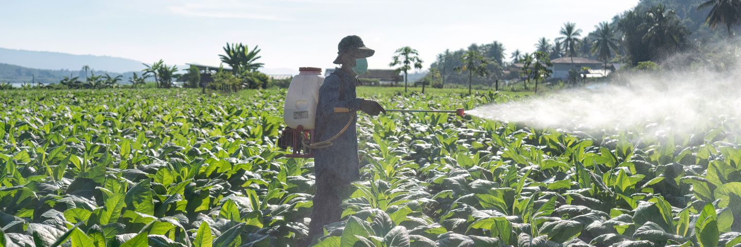 Tamaño de las pupilas podría revelar riesgos en trabajadores agrícolas 